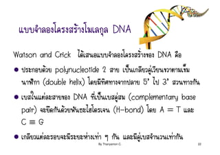 Œ              DNA
Watson and Crick Œ                      Œ     DNA
            Œ polynucleotide 2     š        ‹
        (double
        (double helix)                    5’ 3’
          ‹        DNA š        ‹ (complementary base
                                   (complementary
  pair)          Œ             (H-bond)
                               (H             A=T
  C≡G
        ‹               ‹ ‹           ‹           ‹
                        By Thanyamon C.                 22
 