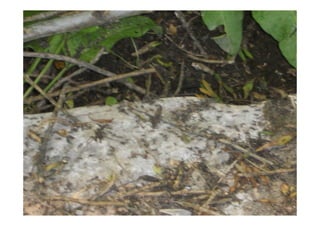 Microsoft power point   το δάσος του φράξου