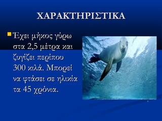 ΧΑΡΑΚΤΗΡΙΣΤIΚΑ
 Έχει μήκος γύρω

στα 2,5 μέτρα και
ζυγίζει περίπου
300 κιλά. Μπορεί
να φτάσει σε ηλικία
τα 45 χρόνια.

 