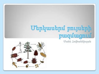 Մերկասերմ բույսերի
բազմացում
Մանե Հովհաննիսյան

 