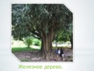 Железное дерево.
 