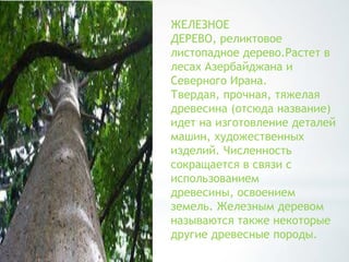 ЖЕЛЕЗНОЕ
ДЕРЕВО, реликтовое
листопадное дерево.Растет в
лесах Азербайджана и
Северного Ирана.
Твердая, прочная, тяжелая
древесина (отсюда название)
идет на изготовление деталей
машин, художественных
изделий. Численность
сокращается в связи с
использованием
древесины, освоением
земель. Железным деревом
называются также некоторые
другие древесные породы.
 