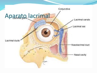 Aparato lacrimal
 