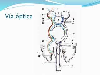 Vía óptica
 