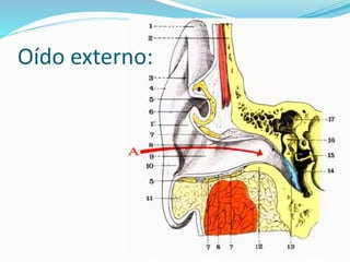 Oído externo:
 