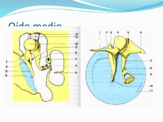 Oído medio
 