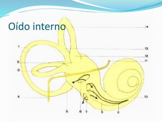 Oído interno
 