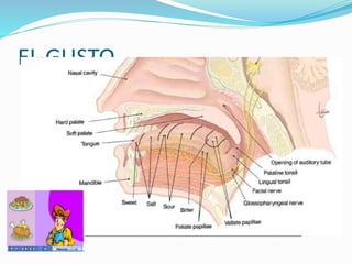 EL GUSTO
 