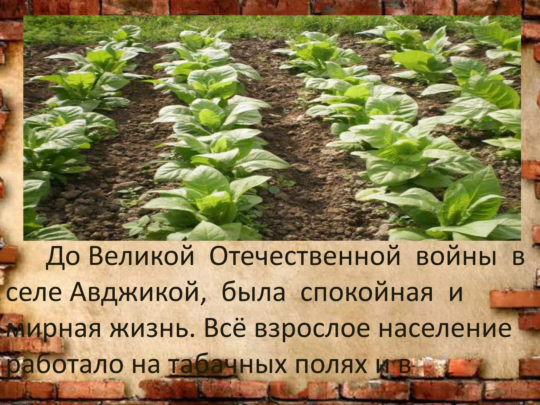 До Великой Отечественной войны в
селе Авджикой, была спокойная и
мирная жизнь. Всё взрослое население
работало на табачных полях и в
 