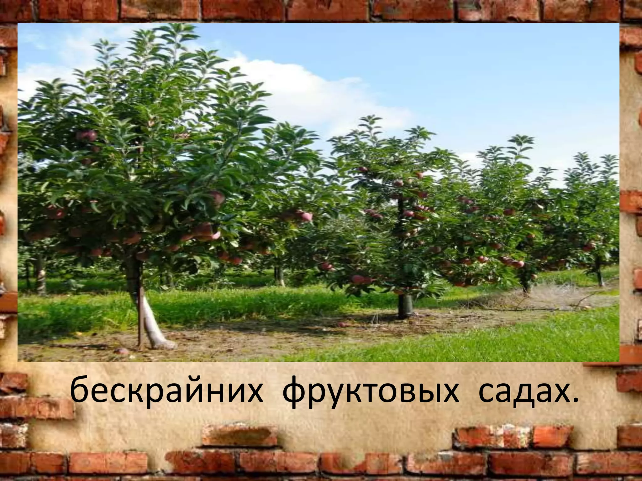 бескрайних фруктовых садах.
 