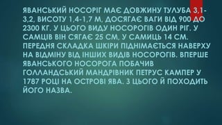 Носоріг Яванський | PPT