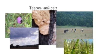 Тваринний світ
 
