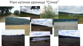 Різні куточки урочища “Стінка”
 
