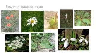 Рослини нашого краю
 