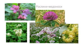 Рослини-медоноси
 