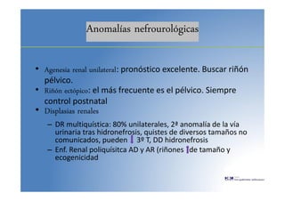 Anomalías nefrourológicas
• Agenesia renal unilateral: pronóstico excelente. Buscar riñón
pélvico.
• Riñón ectópico: el más frecuente es el pélvico. Siempre
control postnatal
• Displasias renales
– DR multiquística: 80% unilaterales, 2ª anomalía de la vía
urinaria tras hidronefrosis, quistes de diversos tamaños no
comunicados, pueden 3º T, DD hidronefrosis
– Enf. Renal poliquísitca AD y AR (riñones de tamaño y
ecogenicidad
 