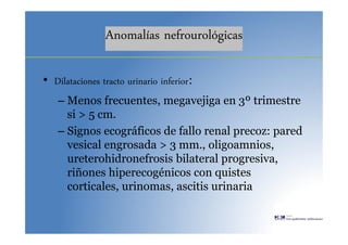 Anomalías nefrourológicas
• Dilataciones tracto urinario inferior:
– Menos frecuentes, megavejiga en 3º trimestre
si > 5 cm.
– Signos ecográficos de fallo renal precoz: pared
vesical engrosada > 3 mm., oligoamnios,
ureterohidronefrosis bilateral progresiva,
riñones hiperecogénicos con quistes
corticales, urinomas, ascitis urinaria
 
