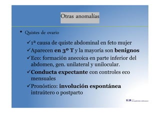 Otras anomalías
• Quistes de ovario
1ª causa de quiste abdominal en feto mujer
Aparecen en 3º T y la mayoría son benignos
Eco: formación anecoica en parte inferior del
abdomen, gen. unilateral y unilocular.
Conducta expectante con controles eco
mensuales
Pronóstico: involución espontánea
intraútero o postparto
 