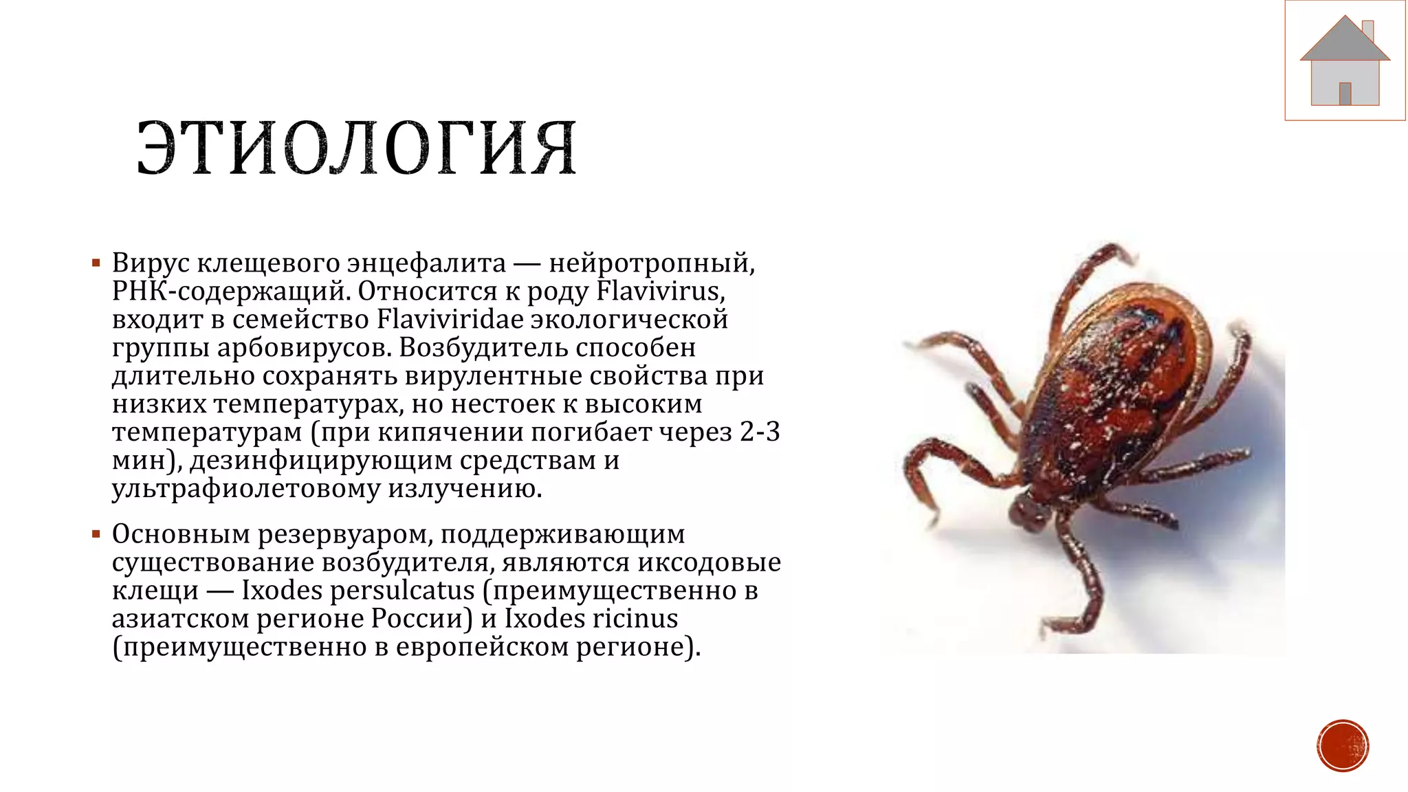 Клещевой энцефалит | PPT