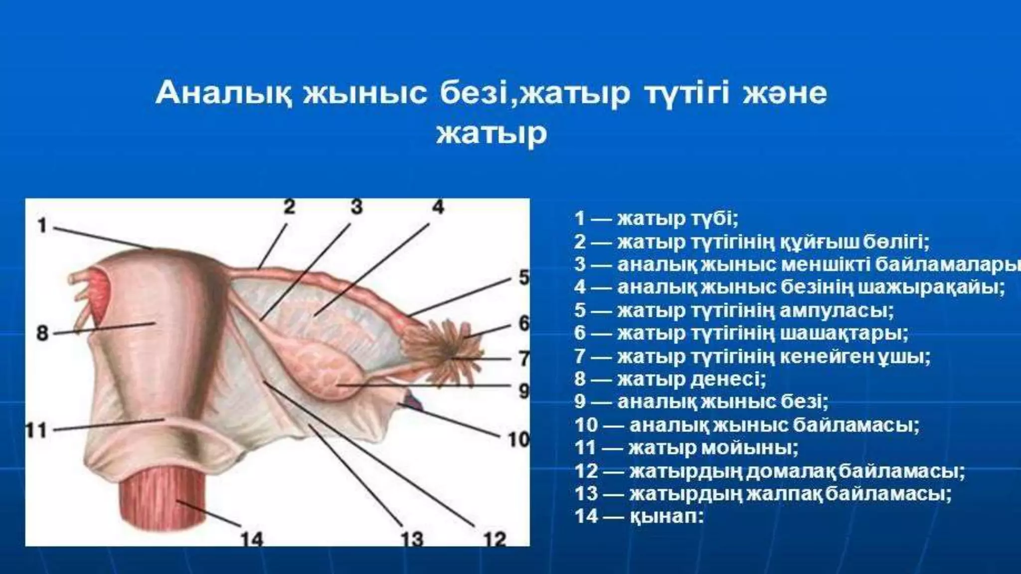 Баласы ұйықтап жатқанда өгей шешесі құмарлана оның жыныс мүшесін жұлып алған. Үлкен жопаны жалау порно