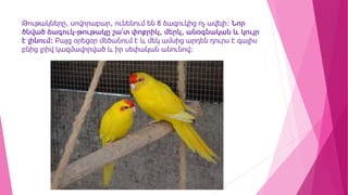 Թութակները, սովորաբար, ունենում են 8 ձագուկից ոչ ավելի: Նոր
ծնված ձագուկ-թութակը շա՜տ փոքրիկ, մերկ, անօգնական և կույր
է լինում: Բայց օրեցօր մեծանում է և մեկ ամսից արդեն դուրս է գալիս
բնից լրիվ կազմավորված և իր սեփական անունով:
 