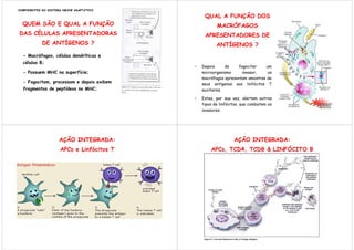 COMPONENTES DO SISTEMA IMUNE ADAPTATIVO

                                                QUAL A FUNÇÃO DOS
  QUEM SÃO E QUAL A FUNÇÃO                            MACRÓFAGOS
DAS CÉLULAS APRESENTADORAS                      APRESENTADORES DE
            DE ANTÍGENOS ?                            ANTÍGENOS ?
  - Macrófagos, células dendríticas e
  células B;
                                           •   Depois      de    fagocitar    um
  - Possuem MHC na superfície;                 microorganismo      invasor,    os
                                               macrófagos apresentam amostras de
  - Fagocitam, processam e depois exibem       seus antígenos aos linfócitos T
  fragmentos de peptídeos no MHC;              auxiliares.

                                           •   Estes, por sua vez, alertam outros
                                               tipos de linfócitos, que combatem os
                                               invasores.




                     AÇÃO INTEGRADA:                           AÇÃO INTEGRADA:
                     APCs e Linfócitos T           APCs, TCD4, TCD8 & LINFÓCITO B
 