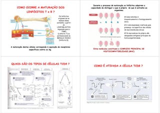 Durante o processo de maturação os linfócitos adquirem a
      COMO OCORRE A MATURAÇÃO DOS                                    capacidade de distinguir o que é próprio do que é estranho ao
                                                                                               organismo.
                 LINFÓCITOS T e B ?
                                                    Os linfócitos                                        # Cada indivíduo é
                                                   originam-se na
                                                                                                         bioquimicamente e fisiologicamente
                                                    medula óssea
                                                                                                         único;
                                                 vermelha a partir
                                                          do                                             # A individualidade é definida pela
                                                 LINFOBLASTOS                                            presença na superfície das células
                                                  migrando para o                                        de macromoléculas únicas;
                                                        TIMO
                                                  (Linfócito T) ou                                       # Os marcadores do próprio são
                                                 permanecendo na                                         designados antígenos principais de
                                                 MEDULA ÓSSEA                                            histocompatibilidade;
                                                    (linfócito B).



A maturação destas células corresponde à aquisição de receptores
                   específicos contra os Ag.                           Estas moléculas constituem o COMPLEXO PRINCIPAL DE
                                                                                  HISTOCOMPATIBILIDADE (MHC)




QUAIS SÃO OS TIPOS DE CÉLULAS TCD4 ?
                                                                        COMO É ATIVADA A CÉLULA TCD8 ?
 