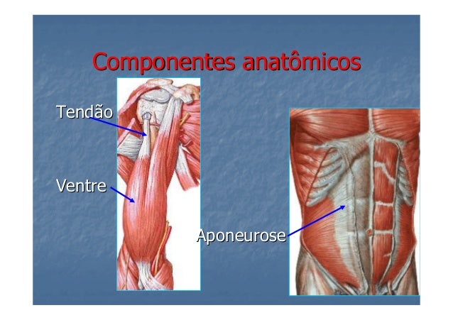 microsoft-power-point-aula-7-sistema-muscular-1