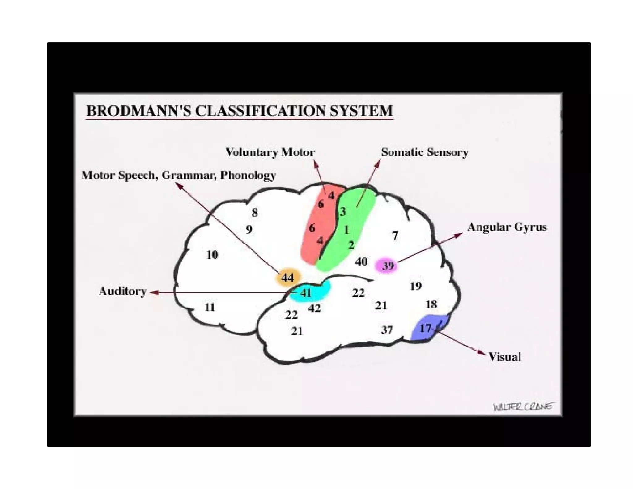 Broad Man Classification Cerebrum & lateral ventricle | PDF