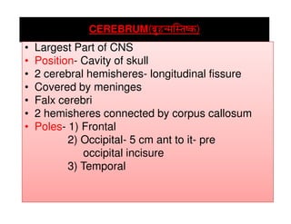 CEREBRUM((((oÉëÑWûlqÉÎxiÉwMüoÉëÑWûlqÉÎxiÉwMüoÉëÑWûlqÉÎxiÉwMüoÉëÑWûlqÉÎxiÉwMü))))
• Largest Part of CNS• Largest Part of CNS
• Position- Cavity of skull
• 2 cerebral hemisheres- longitudinal fissure
• Covered by meninges
• Falx cerebri
• 2 hemisheres connected by corpus callosum• 2 hemisheres connected by corpus callosum
• Poles- 1) Frontal
2) Occipital- 5 cm ant to it- pre
occipital incisure
3) Temporal
 