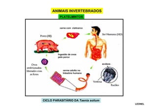ANIMAIS INVERTEBRADOS
PLATELMINTOS

carne com cisticerco

Ingestão de ovos
pelo porco
acúleos
verme adulto no
Intestino humano

CICLO PARASITÁRIO DA Taenia solium
LEONEL

 