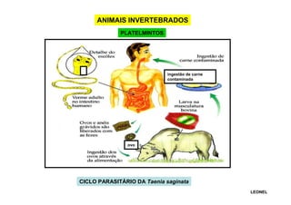 ANIMAIS INVERTEBRADOS
PLATELMINTOS

ANIMAIS INVERTEBRADOS
PLATELMINTOS
ingestão de carne
contaminada

ovo

CICLO PARASITÁRIO DA Taenia saginata
LEONEL

 