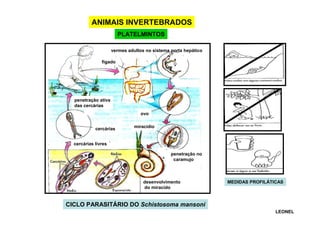 ANIMAIS INVERTEBRADOS
PLATELMINTOS
vermes adultos no
vermes adultos
Nas veias hepáticas

sistema porta hepático

fígado

penetração ativa
das cercárias
ovo
cercárias

miracídio

cercárias livres
penetração no
caramujo

esporocisto

desenvolvimento
do miracído

MEDIDAS PROFILÁTICAS

CICLO PARASITÁRIO DO Schistosoma mansoni
LEONEL

 