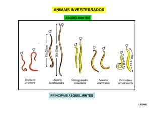 ANIMAIS INVERTEBRADOS
ASQUELMINTES

PRINCIPAIS ASQUELMINTES
LEONEL

 