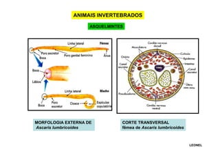 ANIMAIS INVERTEBRADOS
ASQUELMINTES

MORFOLOGIA EXTERNA DE
Ascaris lumbricoides

CORTE TRANSVERSAL
fêmea de Ascaris lumbricoides

LEONEL

 