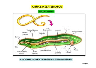 ANIMAIS INVERTEBRADOS
ASQUELMINTES

CORTE LONGITUDINAL de macho de Ascaris lumbricoides
LEONEL

 