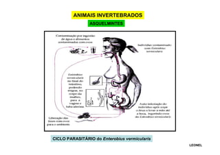 ANIMAIS INVERTEBRADOS
ASQUELMINTES

CICLO PARASITÁRIO do Enterobius vermicularis
LEONEL

 
