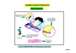 ANIMAIS INVERTEBRADOS
ASQUELMINTES

CICLO PARASITÁRIO da Wuchereria bancrofti
LEONEL

 