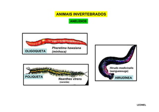 ANIMAIS INVERTEBRADOS
ANELÍDIOS

OLIGOQUETA

Pheretima hawaiana
(minhoca)

Hirudo medicinalis
(sanguessuga)

HIRUDÍNEO
POLIQUETA

Neanthes vIrens

HIRUDÍNEA

(nereida)

LEONEL

 