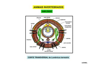 ANIMAIS INVERTEBRADOS
ANELÍDIOS

tiflosole

vaso dorsal

cúticula
epiderme
musculatura
circular

cerdas

musculatura
longitudinal

nefrídio
intestino
poro excretor
vaso ventral

celoma
cordão
nervoso ventral

CORTE TRANSVERSAL de Lumbricus terrestris
LEONEL

 