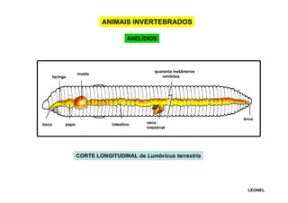 ANIMAIS INVERTEBRADOS
ANELÍDIOS

faringe

boca

papo

quarenta metâmeros
omitidos

moela

intestino

ceco
intestinal

ânus

CORTE LONGITUDINAL de Lumbricus terrestris

LEONEL

 