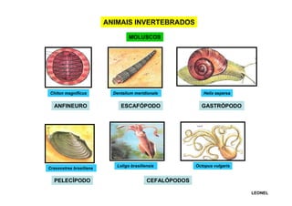 ANIMAIS INVERTEBRADOS
MOLUSCOS

Chiton magnificus

ANFINEURO

Crassostrea brasiliana

PELECÍPODO

Dentalium meridionale

ESCAFÓPODO

Loligo brasiliensis

Helix aspersa

GASTRÓPODO

Octopus vulgaris

CEFALÓPODOS
LEONEL

 