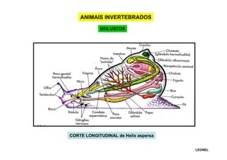 ANIMAIS INVERTEBRADOS
MOLUSCOS

CORTE LONGITUDINAL de Helix aspersa
LEONEL

 