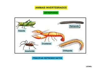 ANIMAIS INVERTEBRADOS
ARTRÓPODOS

Diplopoda
Insecta

Crustacea

Arachnida

Chilopoda

PRINCIPAIS REPRESENTANTES

LEONEL

 