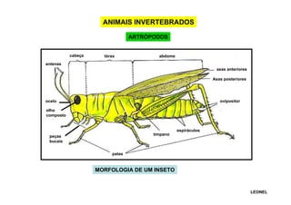 ANIMAIS INVERTEBRADOS
ARTRÓPODOS

cabeça

tórax

abdome

antenas
asas anteriores
Asas posteriores

ocelo

ovipositor

olho
composto

espiráculos
tímpano

peças
bucais
patas

MORFOLOGIA DE UM INSETO

LEONEL

 
