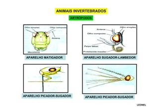 ANIMAIS INVERTEBRADOS
ARTRÓPODOS

APARELHO MATIGADOR

APARELHO PICADOR-SUGADOR

APARELHO SUGADOR-LAMBEDOR

APARELHO PICADOR-SUGADOR
LEONEL

 