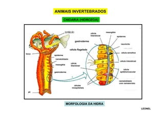 ANIMAIS INVERTEBRADOS
CNIDARIA (HIDROZOA)

célula
Intersticial

mesogléia
epiderme

gastroderme
neurócito

célula flagelada
boca

célula sensitiva
epiderme
nematoblasto
célula intersticial
célula
Glandular

mesogléia

célula
epitéliomuscular

gastroderme

nematoblasto
com nematocisto
células
mioepiteliais
pé

MORFOLOGIA DA HIDRA
LEONEL

 