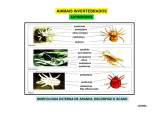ANIMAIS INVERTEBRADOS
ARTRÓPODOS
quelíceras
pedipalpos
olhos simples
cefalotórax
abdome
aguilhão
pós-abdome
pré-abdome
olhos
pedipalpos
quelíceras

pedipalpos
quelíceras
cefalotórax
Não diferenciado

MORFOLOGIA EXTERNA DE ARANHA, ESCORPIÃO E ÁCARO
LEONEL

 