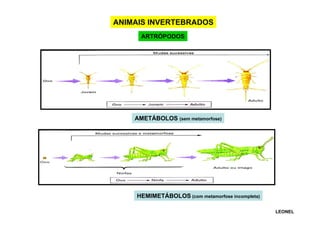 ANIMAIS INVERTEBRADOS
ARTRÓPODOS

AMETÁBOLOS (sem metamorfose)

HEMIMETÁBOLOS (com metamorfose incompleta)
LEONEL

 