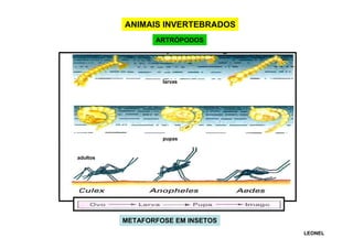 ANIMAIS INVERTEBRADOS
ARTRÓPODOS

larvas

pupas

adultos

METAFORFOSE EM INSETOS
LEONEL

 
